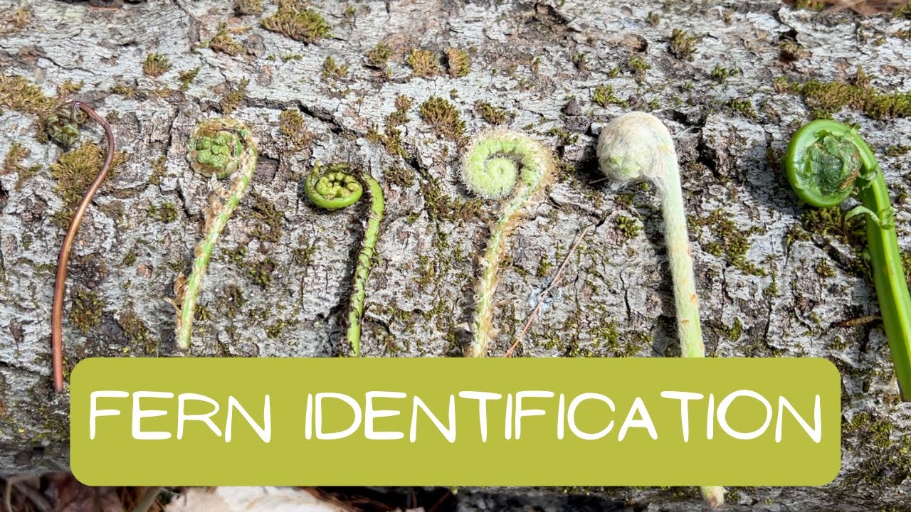 Foraging and Identifying Different Fiddlehead Ferns in Vermont:  A Springtime Adventure