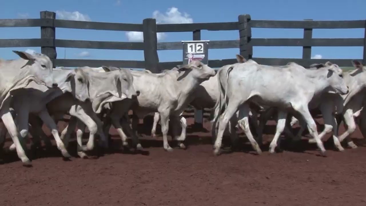 LOTE 12 - 47 MACHOS NELORE 15 MESES - 30 KM DE CAMPO GRANDE/MS - SAIDA RIBAS