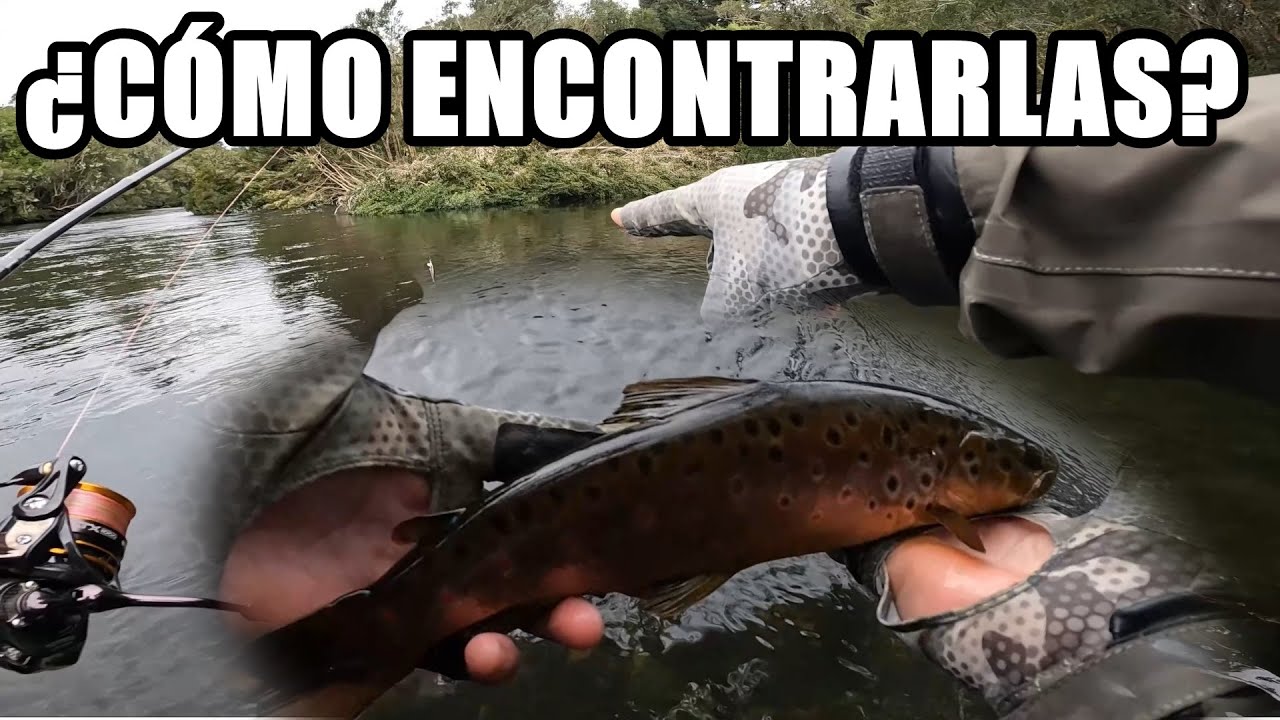 ⭐TRUCHAS ⭐🤫TRUCOS QUE DEBES SABER PARA PESCAR MÁS!!🎣 2022-2023 (Apertura de temporada Río Maullín)