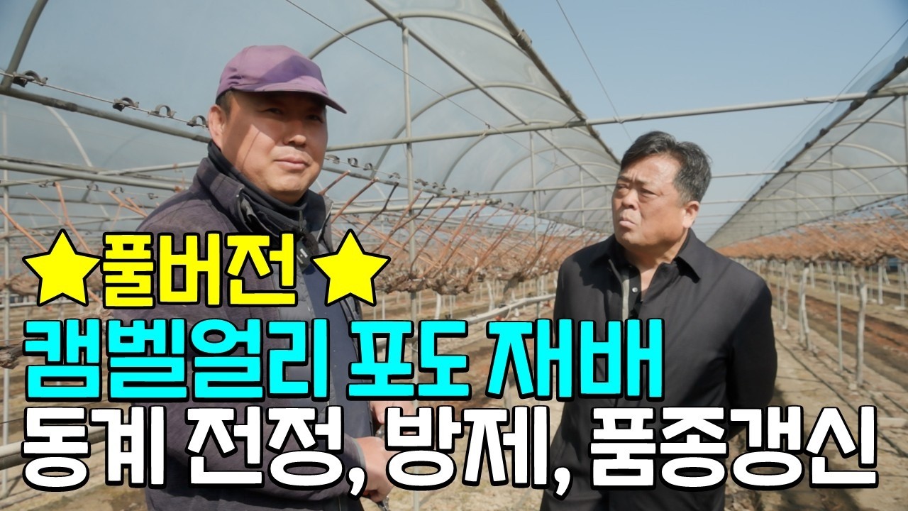 ★풀버전★캠벨얼리 포도 재배 동계전정, 방제, 품종갱신