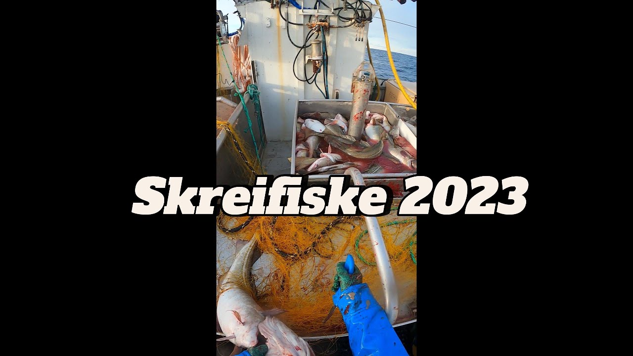 Skreifiske 2023 S&oslash;r&oslash;ya, COD FISHING, Atlantic Cod (4K HD)