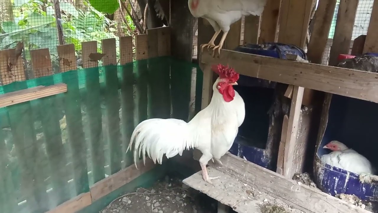 Ayam cengger sanggar delima yang penuh dengan mistis kebaikan.