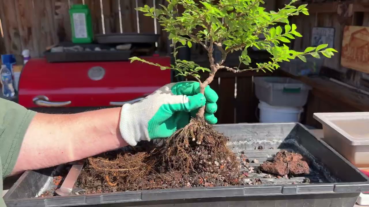 Пересадка китайского вяза с шероховатой корой