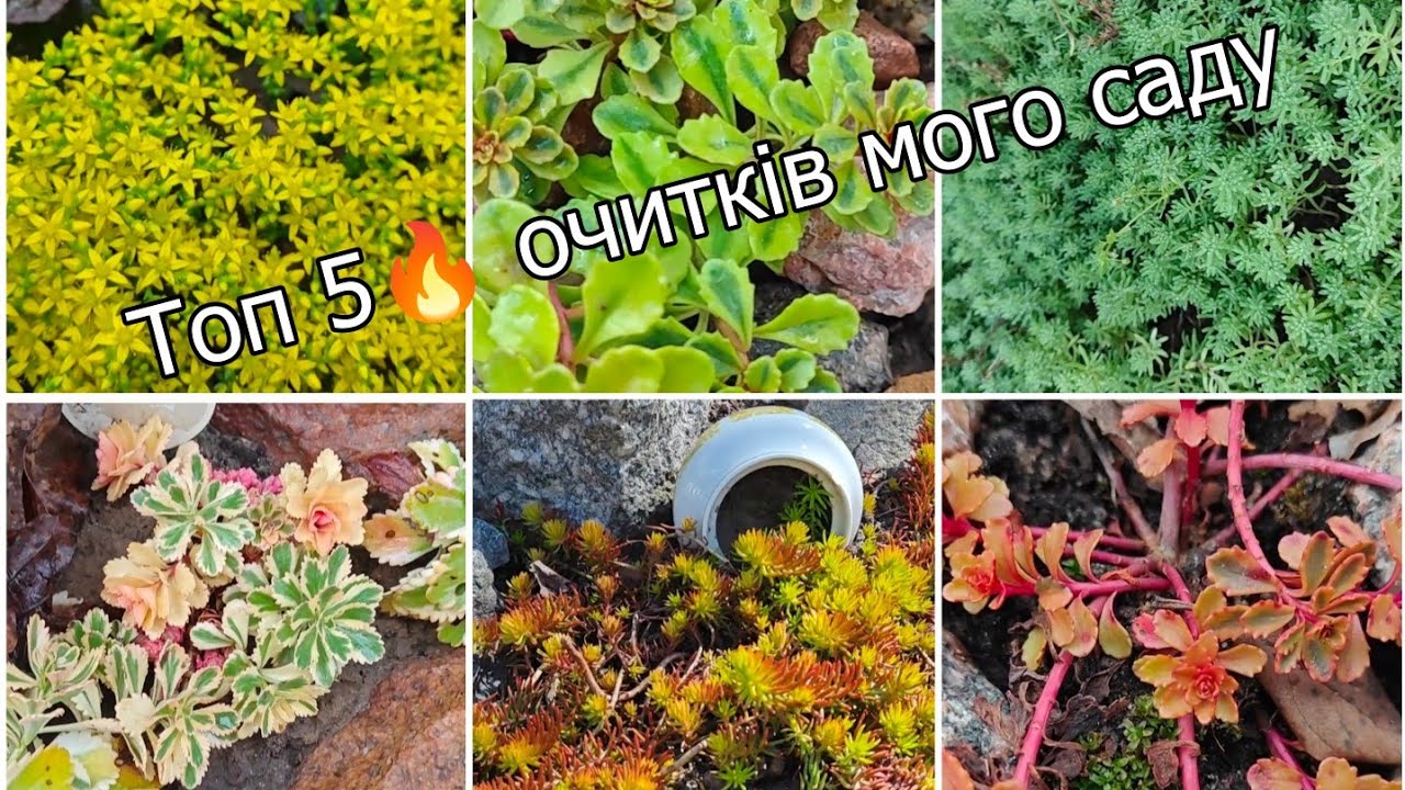 Топ 5 яскравих очитків мого садочку. Красиві та невибагливі. 1ч.