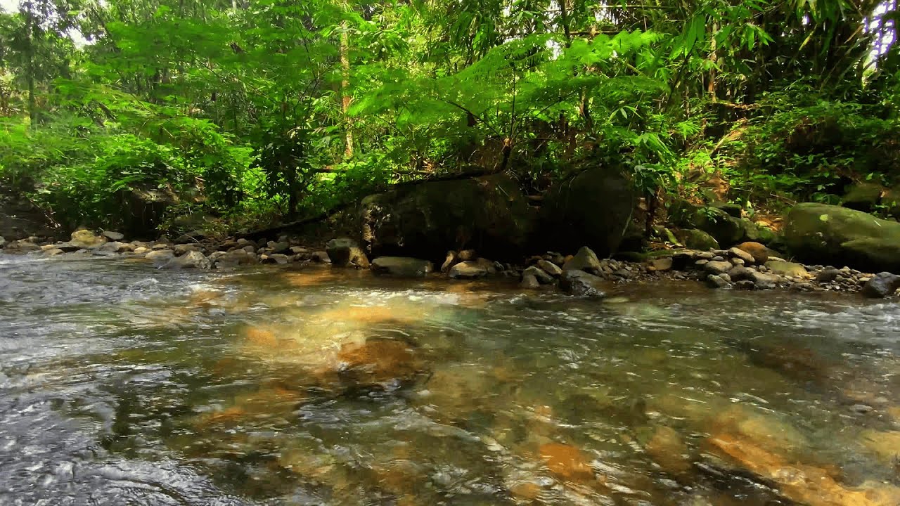 Hidden Forest River ASMR 🌊 Soft Stream Sounds (No Music, No Talking)