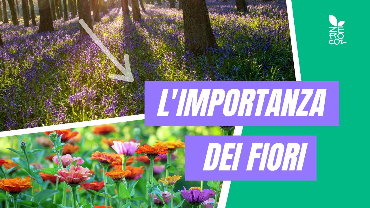 L'importanza dei fiori per gli insetti e per la biodiversit&agrave;.