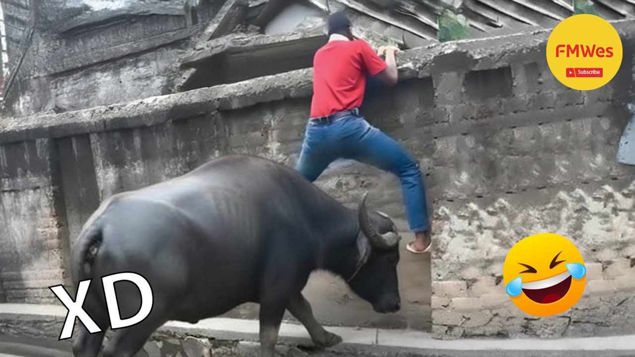 SI TE RÍES PIERDES NIVEL DIOS # 563🤣 VIDEOS DE RISA MUY GRACIOSOS 2025 🤣