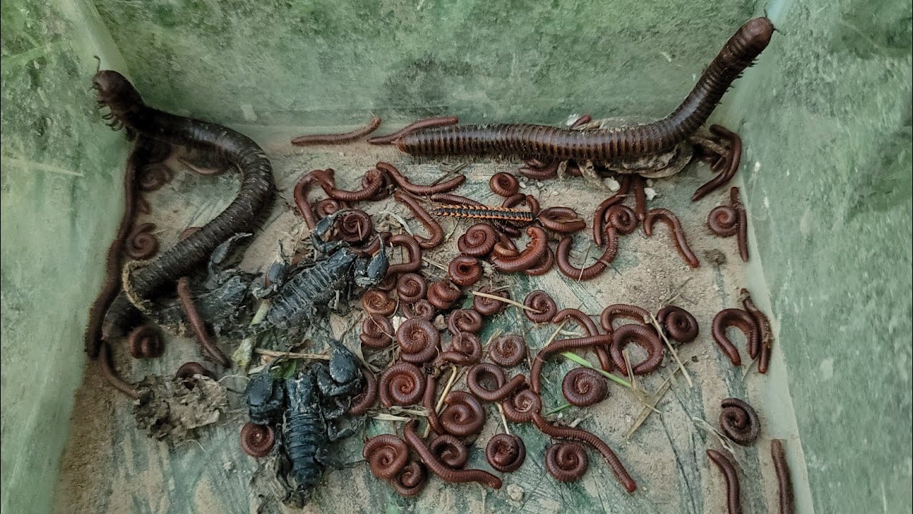 Best Exploring, Discovering The Poison Animals, Red Millipedes, Giant Millipedes, Scorpions, Crab