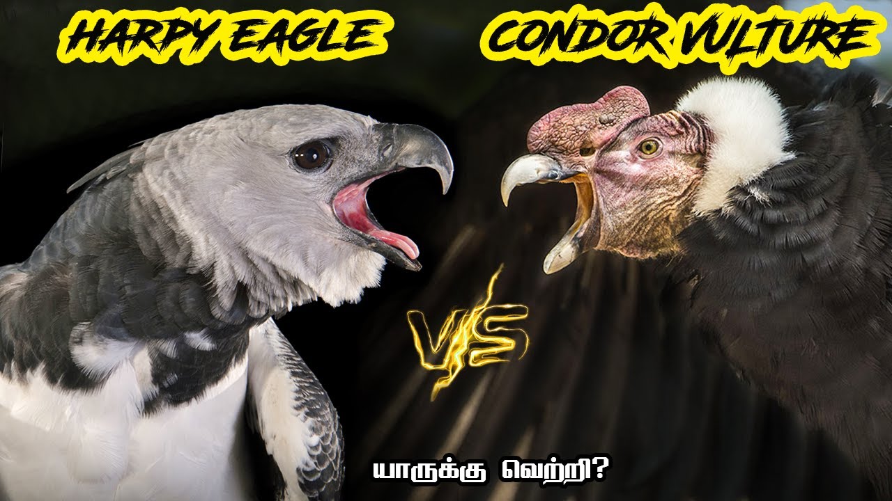 Harpy Eagle vs Condor Vulture in Tamil | Harpy Eagle vs Condor Vulture (Condor Vulture)