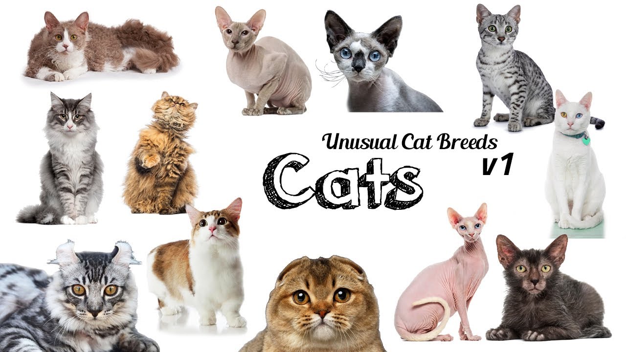 Cat Breeds / Unusual Cat Breeds! / Leo & Lia Kids TV