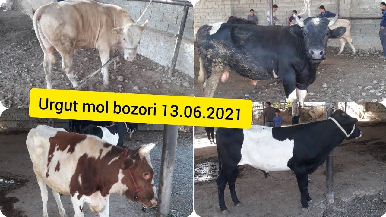 Urgut mol bozori  narxlari 13.06.2021