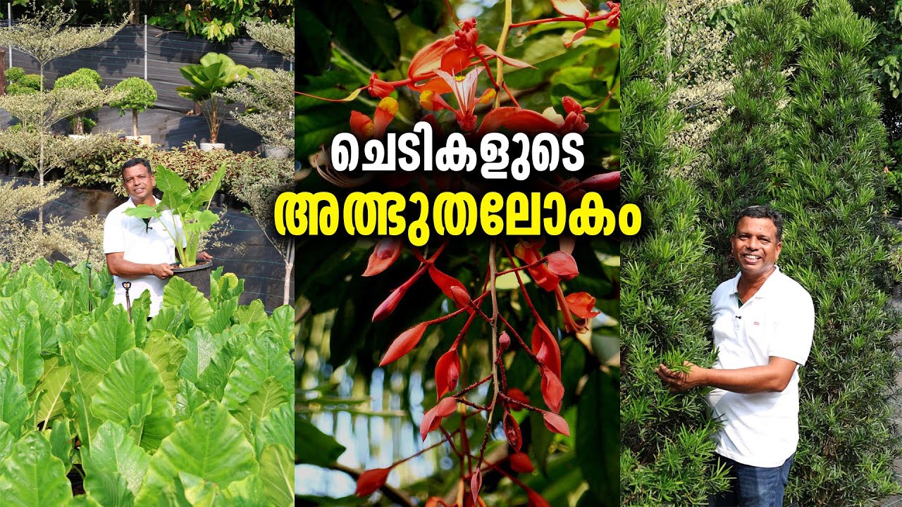 തായ്‌ലൻഡ്, ചൈന ചെടികൾ കുറഞ്ഞ വിലയിൽ വീട്ടിലേക്ക് കൊണ്ടുപോകാം.. Largest Plant Nursery in Kerala
