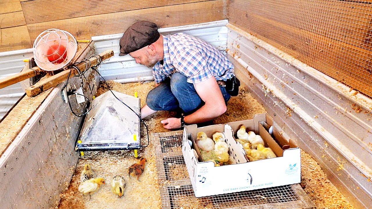 Starting Chicks in the BULLET PROOF BROODER