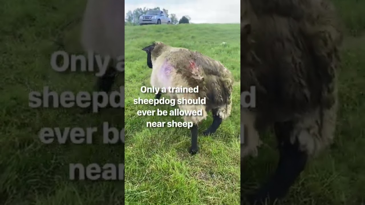 Sheep stuck on her back!