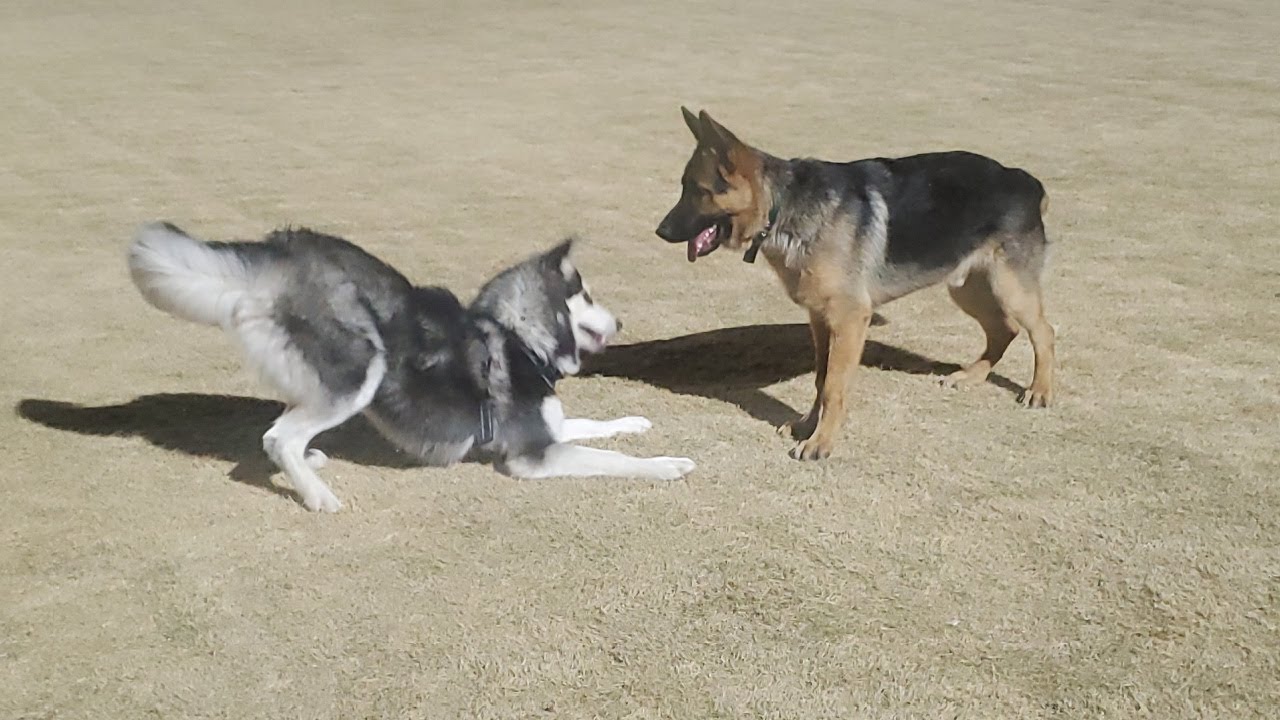 GERMAN SHEPHERD JERICHO VS HUSKY KOBY PLAY AT THE DOG PARK 2021