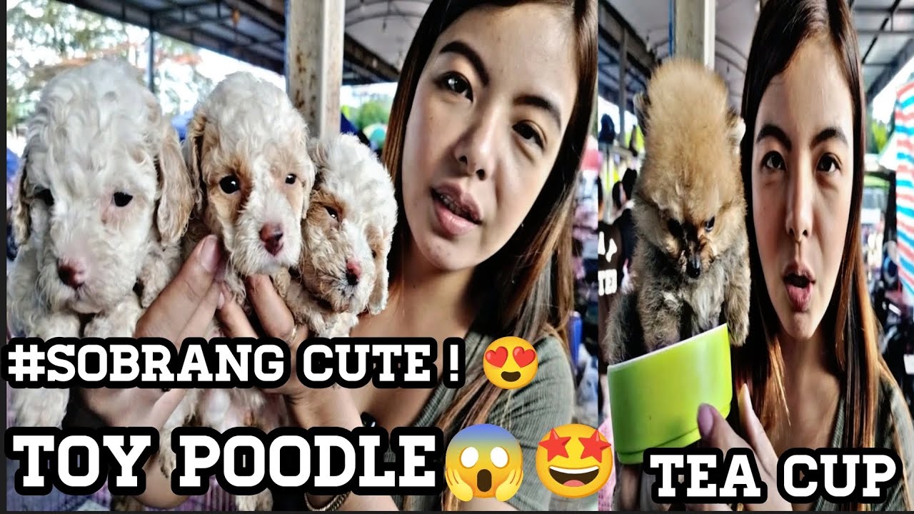 #Grotto#Dog Market#Napaka Cucute na mga Toy Poodle #literal Tea cup Pomeranian 😍🤩👍