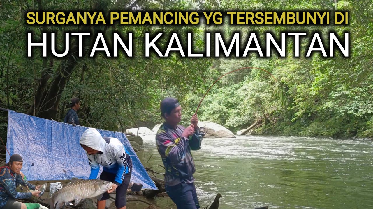 Kewalahan..!! Strike ikan mahseer Segede bayi saat mancing camping