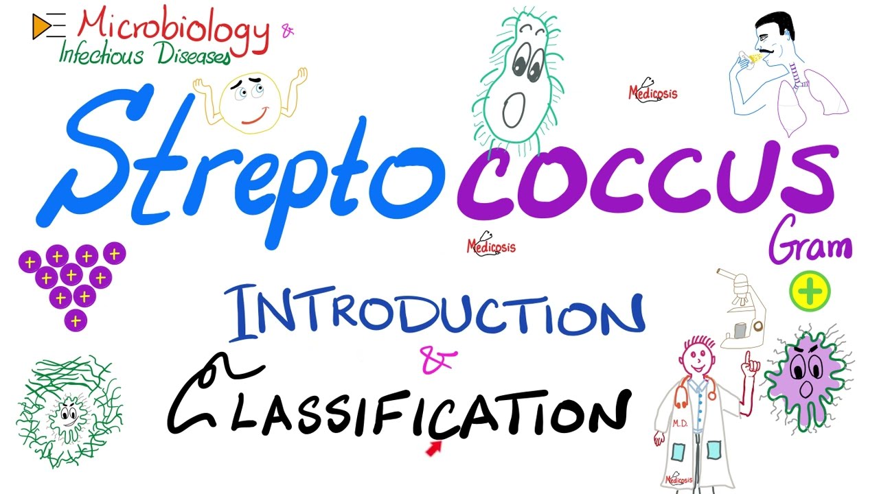 Streptococci - Introduction and Classification (Group A, Group B, Group D) | Microbiology 🧫