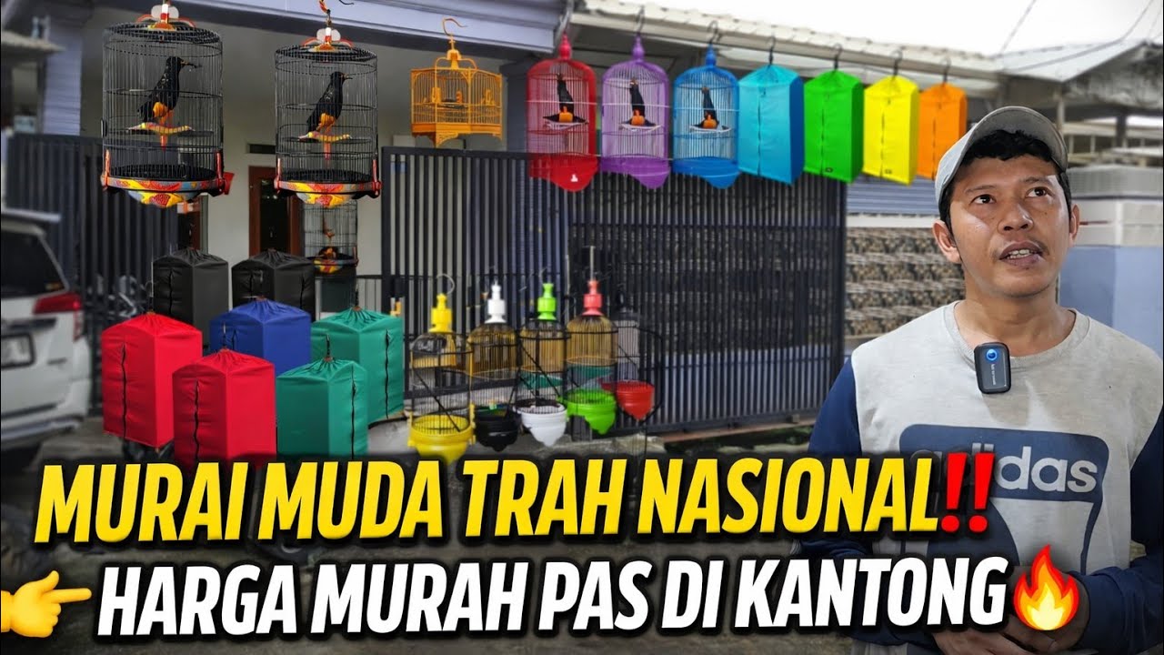 HEBOH‼️ MURAI MUDA TRAH NASIONAL HARGA MURAH ADA DI HEN MURAI BF JAKARTA PUSAT🔥