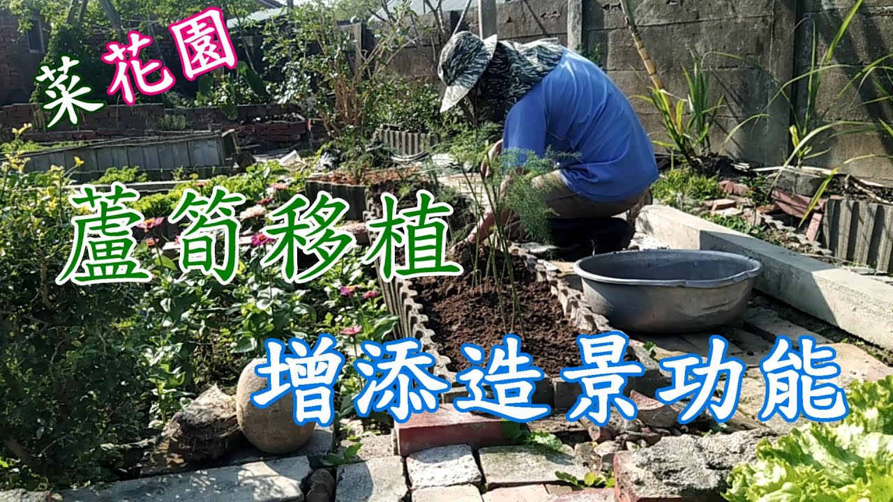 [菜花園]11_1  蘆筍移植與造景 因應 “菜花園” 的形成 可以提供造景 且是長天期 又可反覆採收的作物 蘆筍的移植 成了第一個選項