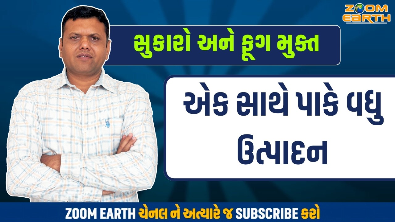 એક સાથે પાકે વધુ ઉત્પાદન | Good Seeds of Mung And Urid Paresh Goswami