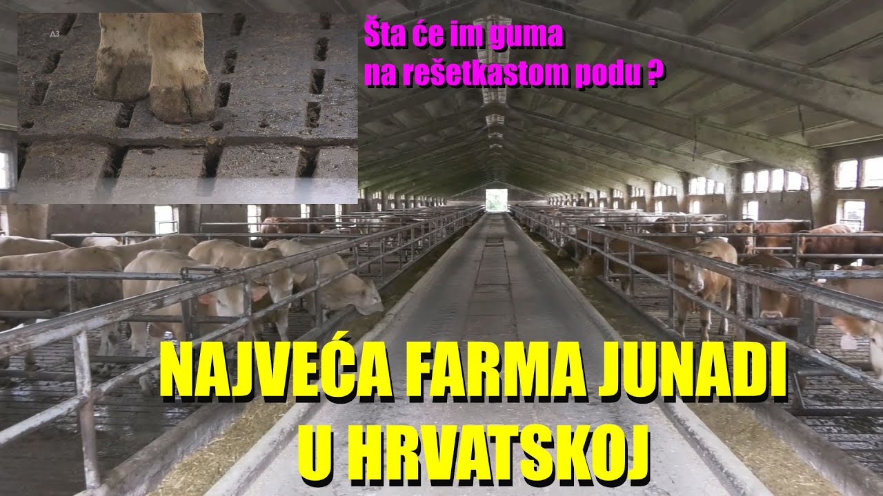 NAJVEĆA FARMA ZA TOV JUNADI U HRVATSKOJ- evo kako rade - koji je sistem i KOLIKO SUBVENCIJA dobijaju
