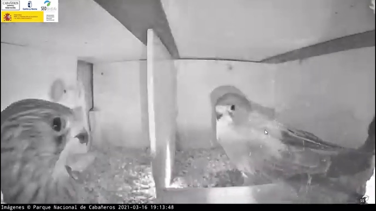 Pelea primilla vs  estornino-P.N. de Cabañeros