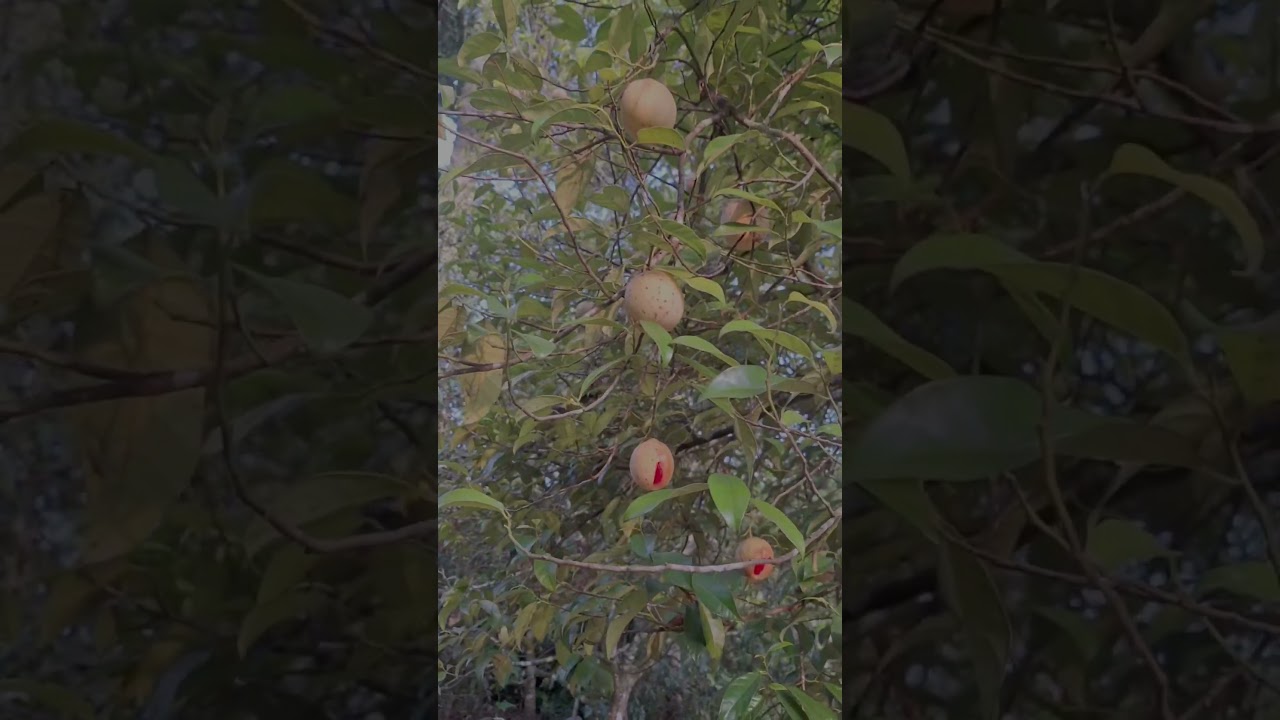 Nutmeg fruit plant ,bright red web that wraps around the shell of the seed