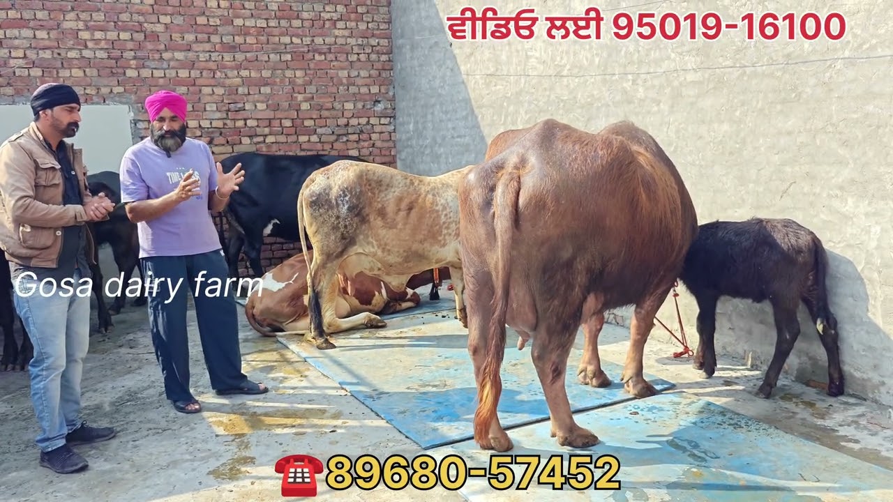 ਹਾਥੀ ਵਰਗੀ ਬੂਰੀ ਮੱਝ ਵਿਕਾਊ 