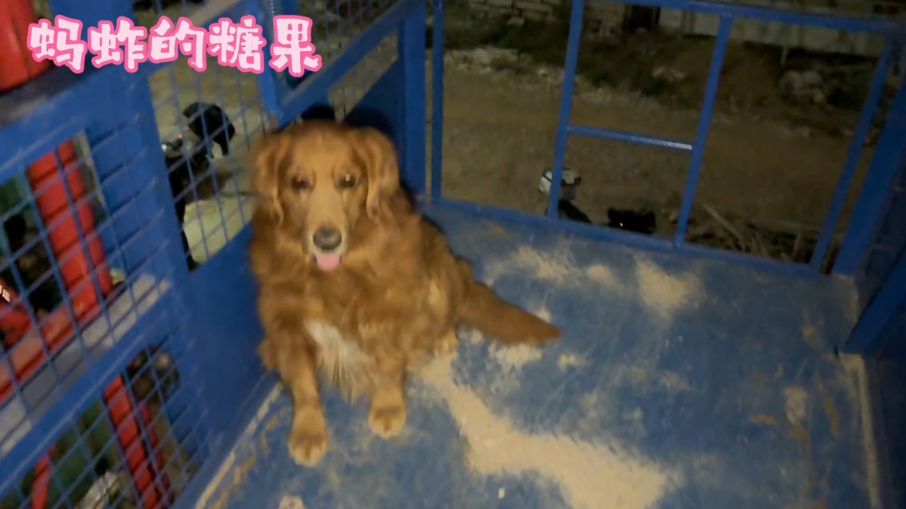 大金毛和主人加班到天黑黑，买两个肉夹馍一起分享！