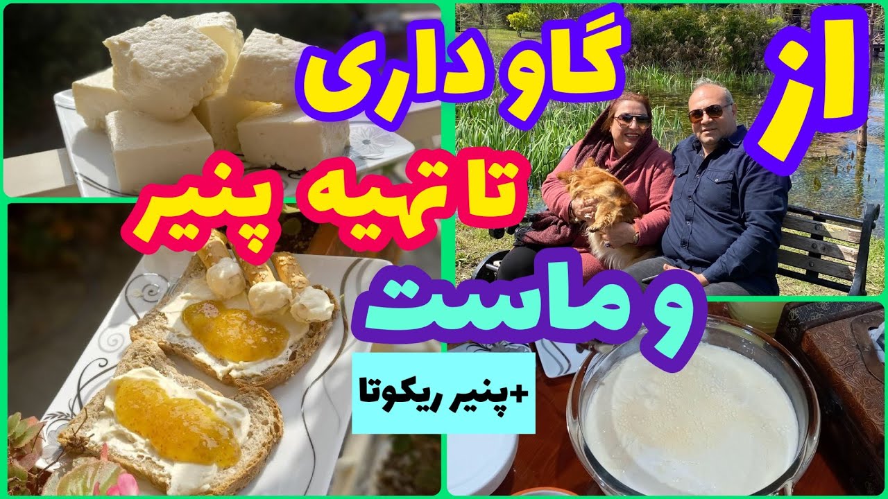 ولاگ گاوداری ، شیر تازه و درست کردن پنیر محلی ، ماست خوشمزه و پنیر ریکوتا ، آموزش آشپزی سنتی ایرانی