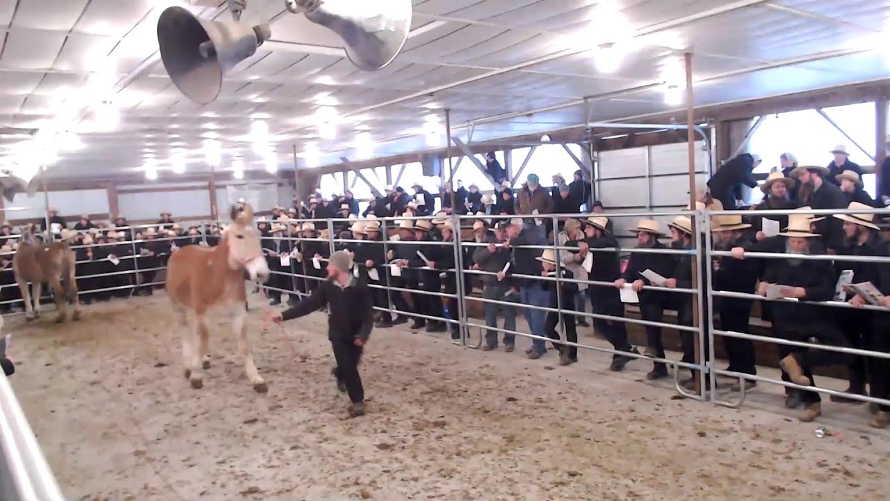 January 2023 Jonas King Mule Sale Quarryville PA