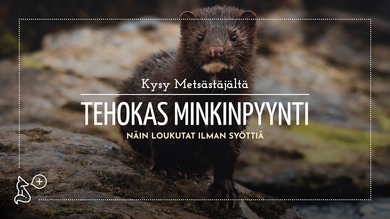 Tehokas Minkinpyynti | N&auml;in loukutat ilman sy&ouml;tti&auml;