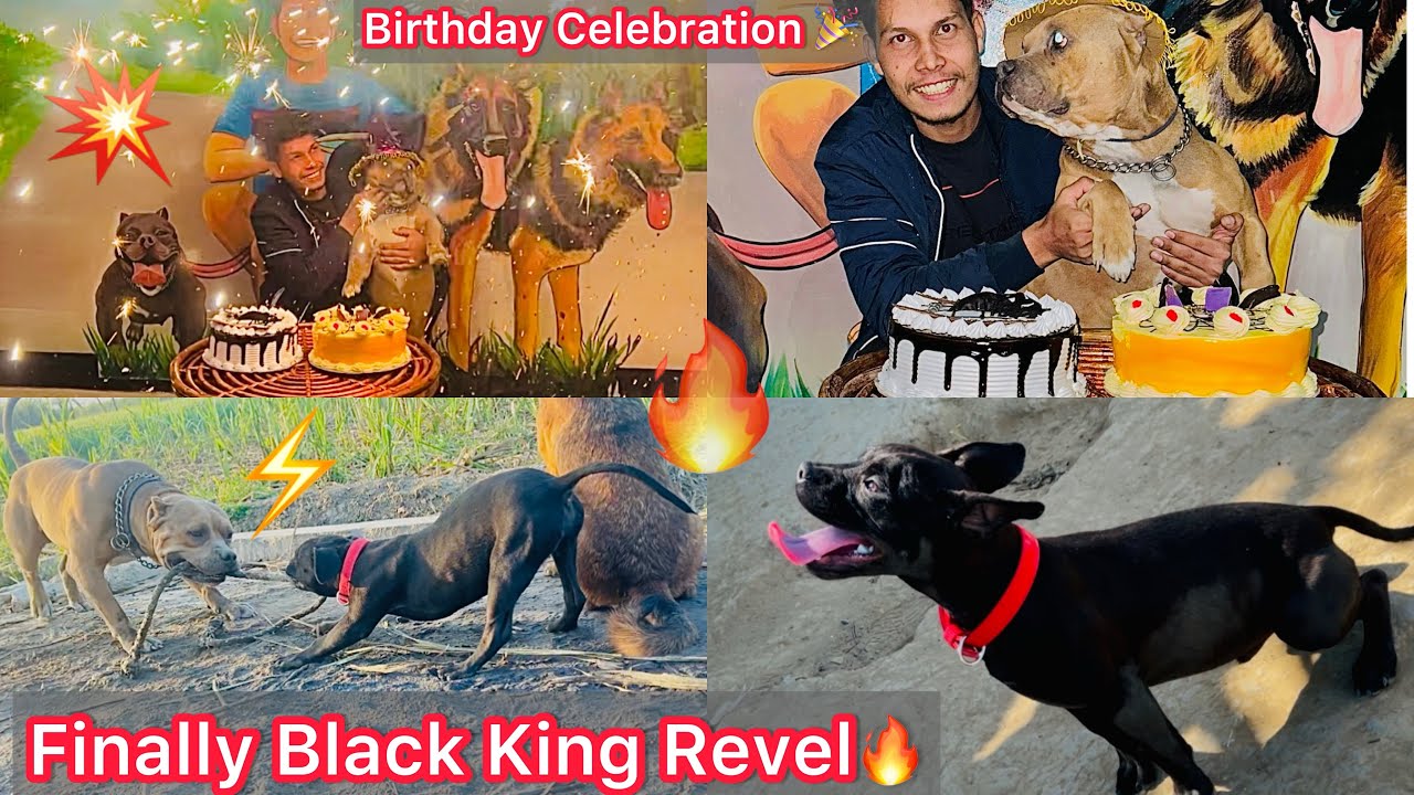 Finally Black King Ko Revel Kar Diya🔥|| Rock Ka Birthday Celebration 🎉🎂