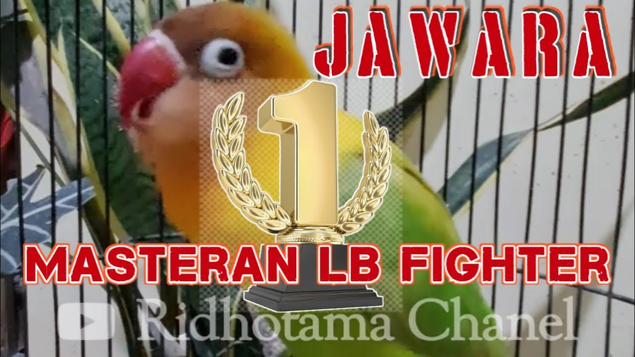 Masteran Lovebird Betina Fighter Durasi Panjang
