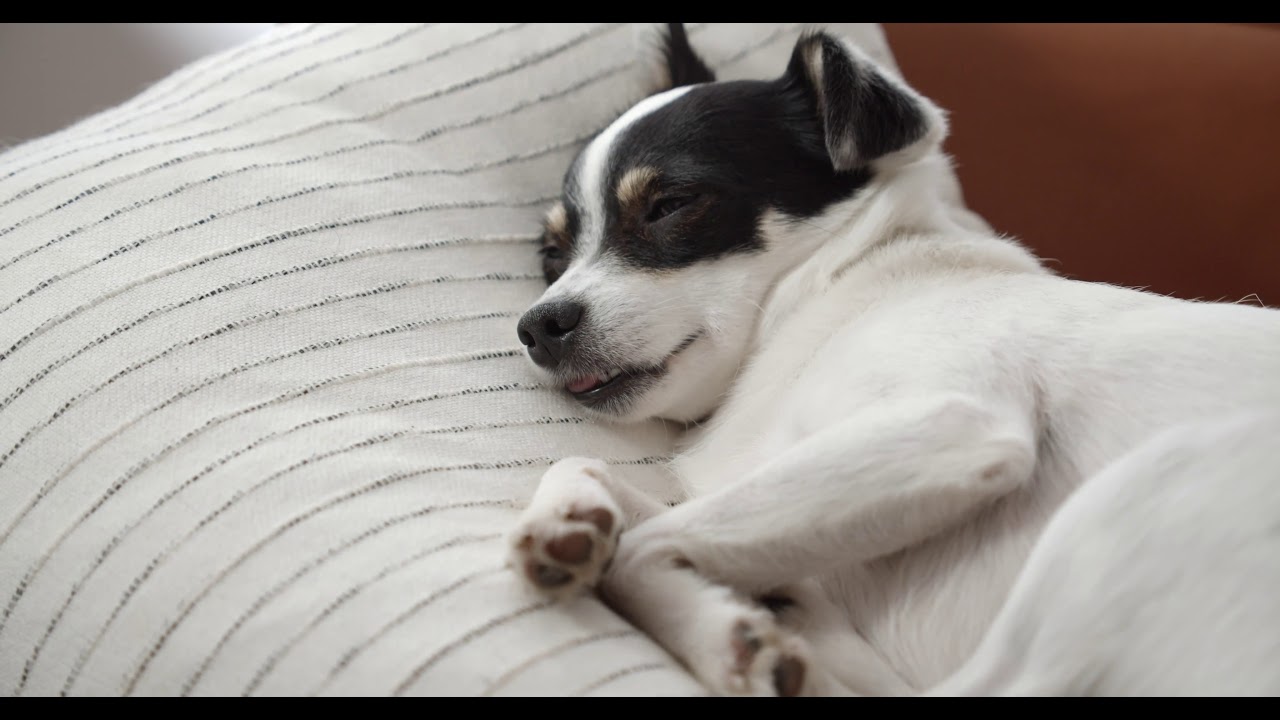 Sleepy dog 2 hours 🐶 2 hours 🎵 Twinkle, twinkle, little star 💫🌛 Dog lullaby, lullabies🐶 😴 Baby Sleep