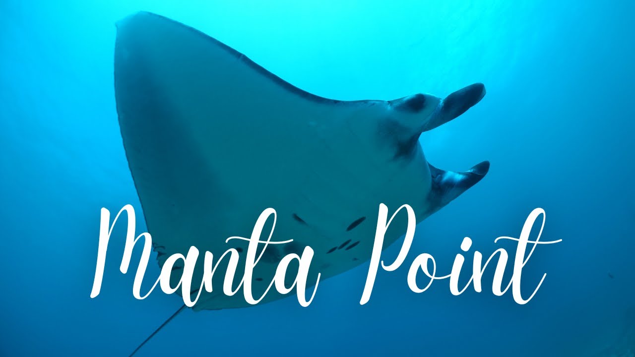 [4K] THE DANCING MANTA RAYS IN CINEMATIC. DIVING IN NUSA PENIDA, MANTA POINT & CRYSTAL BAY.