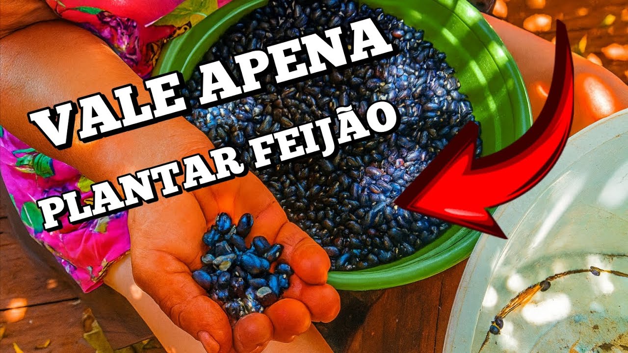 Plantamos Pouco e Colhemos Feijão! Será que Vale a Pena Cultivar em Casa? #chácara #vidanaroça