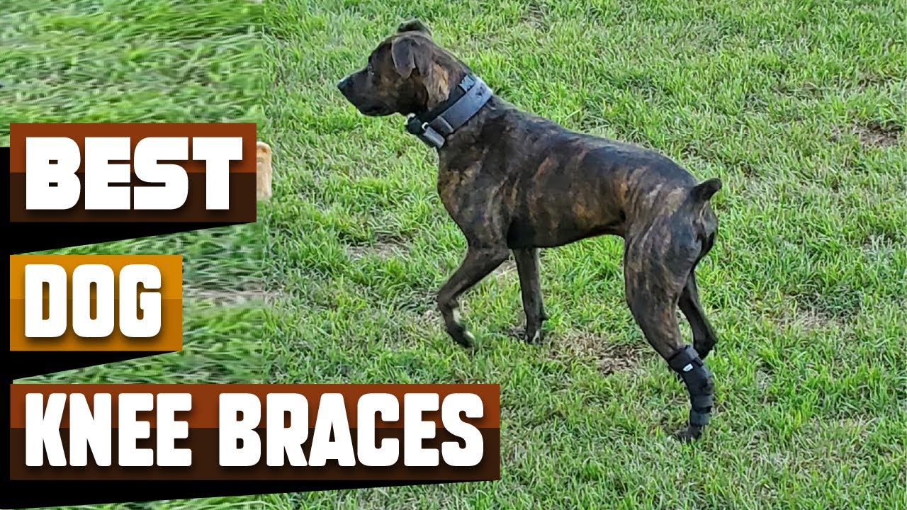 Best Dog Knee Brace In 2026 - Top 10 Dog Knee Braces Review