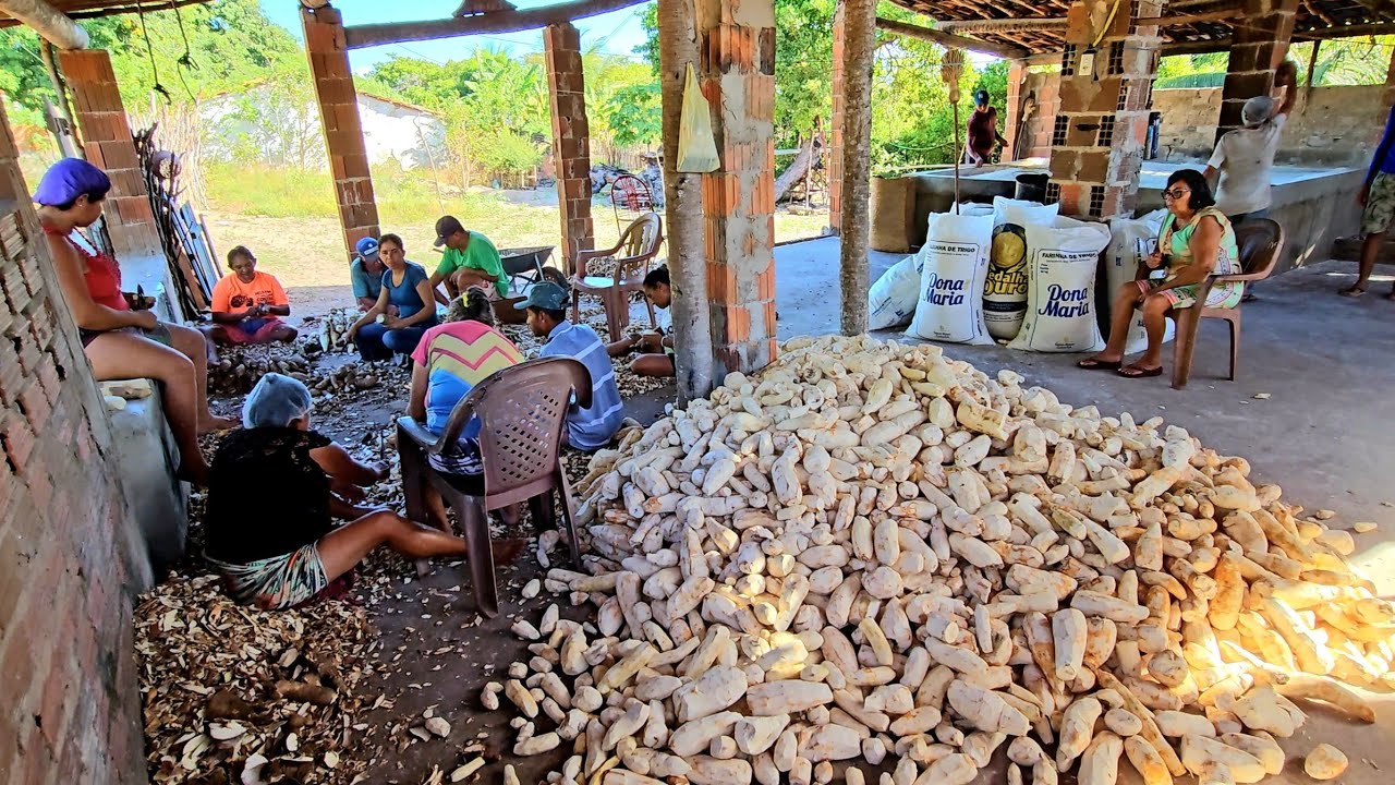 FARINHADA DE MANDIOCA VEJA 👀 COMO ELA É FEITA A FARINHA, CARIRI DAS ÁGUAS MUNICIPIO DE AMONTADA CE,