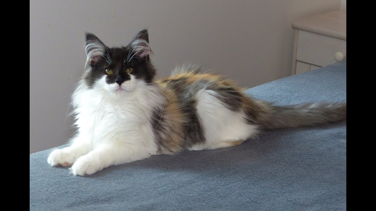 Présentation d'une chatonne norvégienne de 4 mois nommée Ulka des Glières