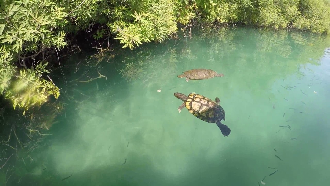 2017 :: Turtles of Lake Kournas (Crete Greece) : Озеро Курнас (Крит) - кормление черепах