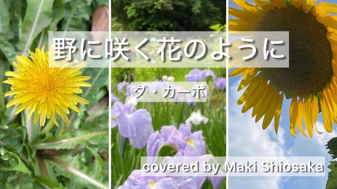 【野に咲く花のように/ダ・カーポ】歌ってみた (covered by Maki Shiosaka)