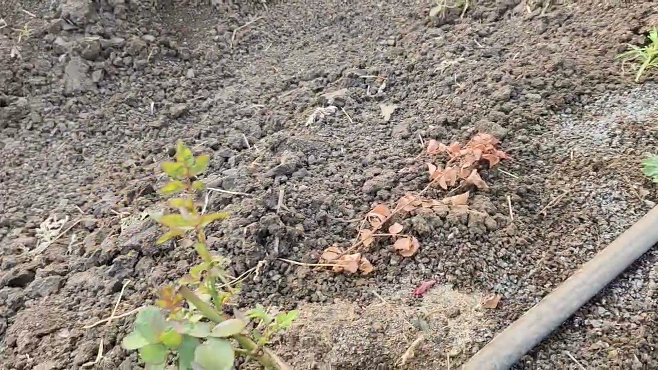 टॉप सिक्रेट गुलाब माहिती