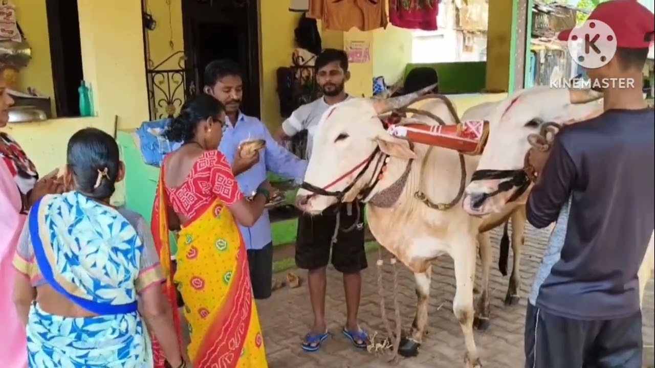 नाद फक्त एकच सर्जा सोन्याची बैलगाडी शर्यत 💪💪😍😍मौजे बापवली, श्रीवर्धन.
