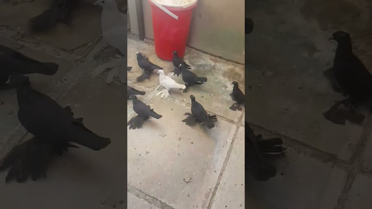 كمرليات تحاجيل شراويل غر زلفينات لون مي عالي التفاصيل داخل الفيديو