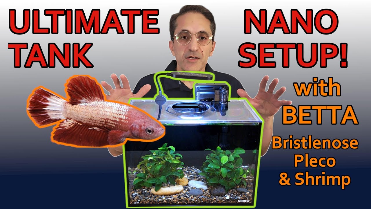 Ultimate Nano Aquarium Setup with Betta Fish