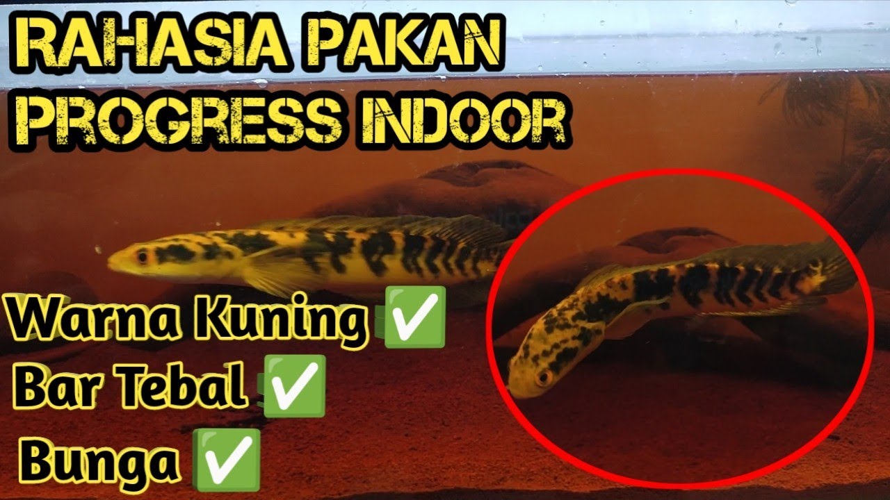 Cara Treatment Channa Maru Indoor Agar warna Kuning, Bar Tebal dan Bunga bertebaran