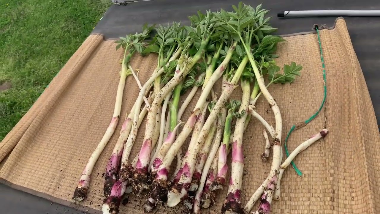 The real Japanese soul food! Let's harvest some Japanese mountain vegetables Udo and Taranome.
