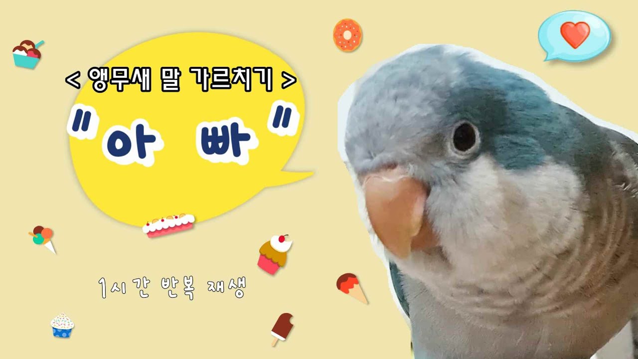 앵무새 말 가르치기 ★"아빠"★ 말 배우기│외출 시 출근 시 집중 학습 시│1시간 반복 재생